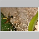 Ectemnius cavifrons oder ruficornis - Grabwespe w03b 12mm beim Nesteintrag - Hainschwebfliege.jpg